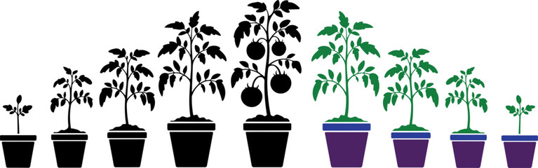 Tomato plant growth stages in pots with black and green silhouettes vector.