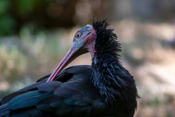 Portrait of a bald Ibis. Day at the bird park in Villars-les-Dombes, France
