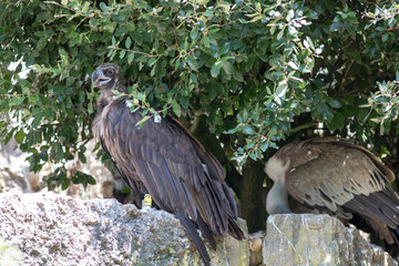 Raptor at bird park in Villars-les-Dombes, France