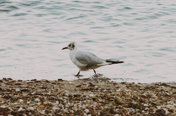 A bird walks along the coast