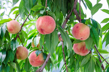 Fresh ripening peaches in a summer orchard.