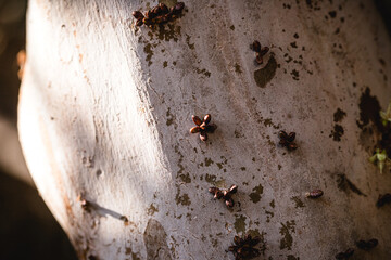 Beginning of jabuticaba flowering, first jabuticaba flowers growing on a jabuticabeira tree, macro photo
