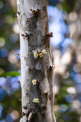 Beginning of jabuticaba flowering, first jabuticaba flowers growing on a jabuticabeira tree, macro photo