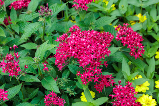 Beautiful blooming red pentas flowers in the summer garden.