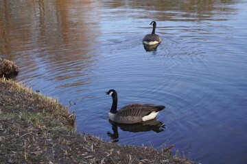 wild ducks floating on the lake