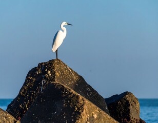 White heron on coastal rocks