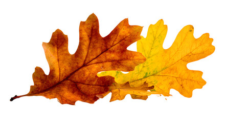 Fototapeta premium Fallen Oak and maple leaves isolated on white background