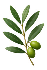 Fresh olive branch with green olives against a white background showcasing nature's bounty