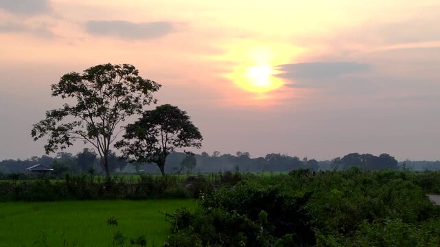 Shot of sunset over the paddy fields in Rani Guwahati Assam