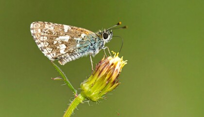 Detailed close-up of a speckled butterfly perched on a flower bud, showcasing intricate patterns and soft colors against a muted green background.