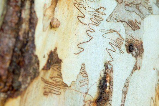 Various insect patterns on Eucalyptus scribbly gum tree