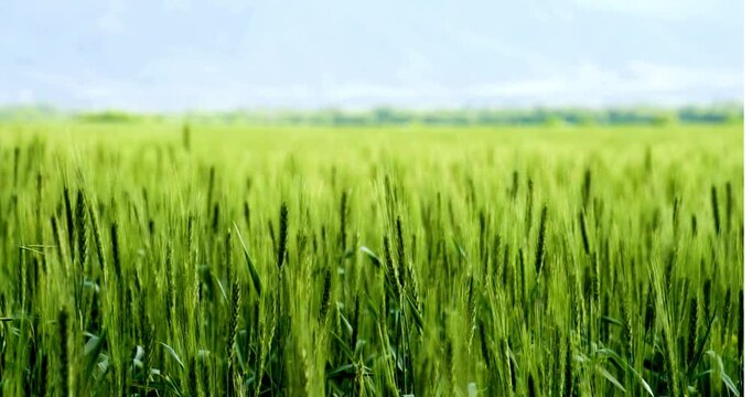 green wheat new corps fresh agriculture plant farm in sunny day