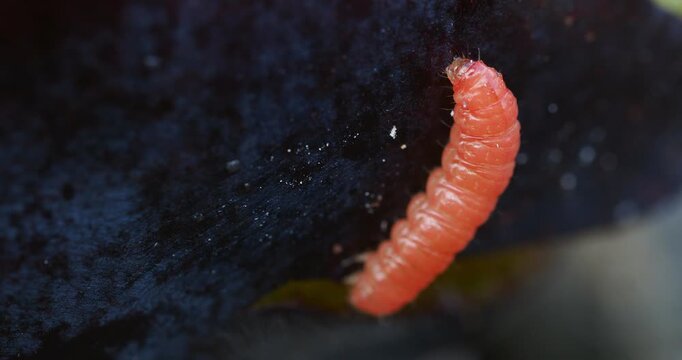 Larva of a Plum Fruit Moth (Grapholita funebrana) against the dark skin of the purple plum.