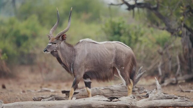 Male nyala walking gracefully through its natural habitat in Gonarezhou National Park, Zimbabwe
