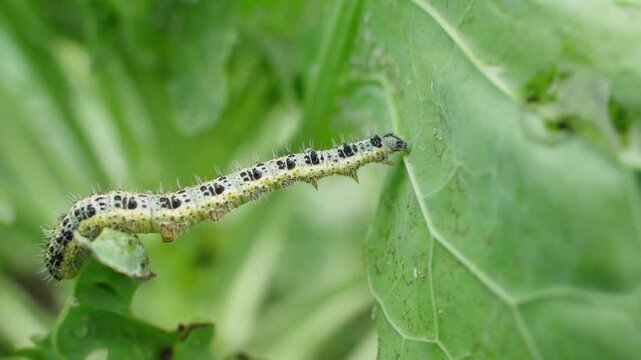Pieris brassicae caterpillar crawling on a cabbage leaf close-up on a blurred background