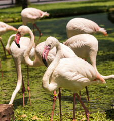 Pink flamingos in nature in the park