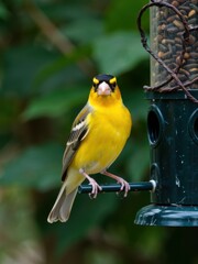 A male lesser goldfinch perched on a bird feeder in a garden setting, showcasing its vibrant yellow plumage