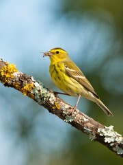 Obraz premium Cape may warbler perched on a lichen covered branch with an insect in its beak on a sunny day