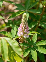 Obraz premium Close up of a pink lupine flower in bloom, surrounded by green leaves in a natural setting