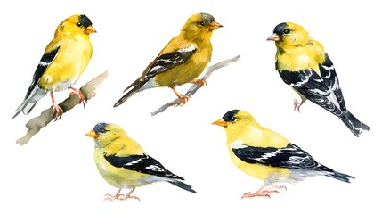 Fototapeta premium Set of american goldfinch Watercolor Illustration Set. Hand-Drawn Realistic yellow and Black american goldfinch Collection. Forest Birds on White Background.