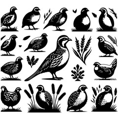A collection of stylized black and white quail birds with grass and foliage illustrations in vector format