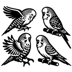 Four budgerigars in black and white with wings spread and perched on branches in a vector image