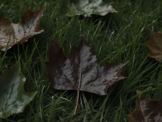 Naklejka premium A photorealistic close-up of several wet, dark brown and green fallen leaves pressed against the blades of bright green grass after a rain shower.