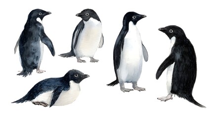adelie penguin watercolor illustration set. Hand drawn realistic emperor penguin cute fluffy couple of nestlings. Aptenodytes forsteri Antarctica avian. Baby penguin set isolated on white background