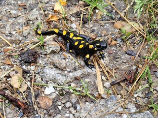 Ein seltener Feuersalamander