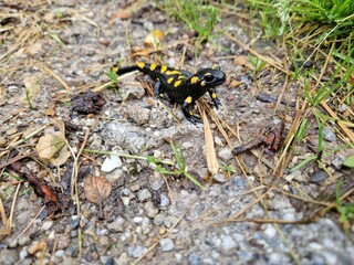Feuersalamander auf einem Weg