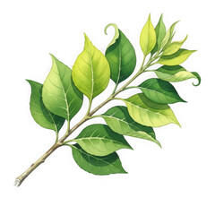 Fototapeta premium Detailed watercolor painting of a green leafy branch with a textured stem transparent background