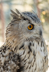 A large owl with a yellow eye