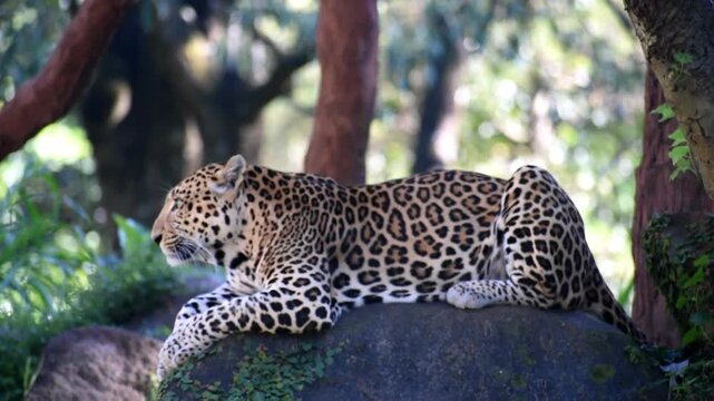 Javan leopard (Panthera pardus melas) resting on mossy rock in tropical forest of a conservation park, blending perfectly with the lush greenery.