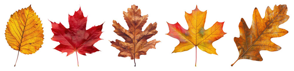 Obraz premium PNG Colorful autumn leaves collection, element set on transparent background