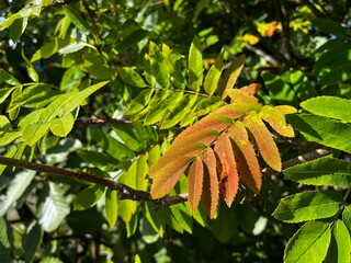 autumn leaves in the forest