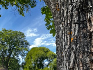 A tree in the park in a blue sky surrounding trees