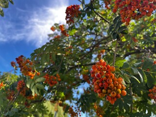 red berries on a tree