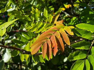 autumn leaves on the tree
