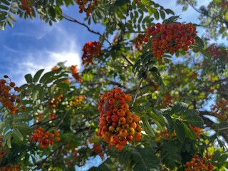 red berries on a tree