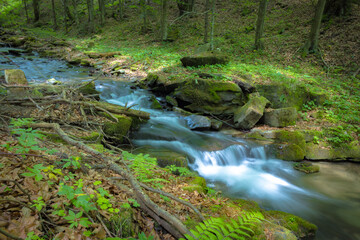 W Dolinie Szczawnika w Muszynie latem. © rogozinski