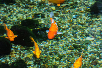 Fish in Exotarium.Interior view of the Exotarium. showcasing aquariums with exotic fish, terrariums with reptiles, and educational displays of insects and wildlife. Sosnowiec Exotarium Poland.