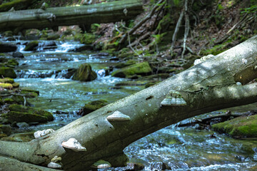 W Dolinie Szczawnika w Muszynie latem. © rogozinski