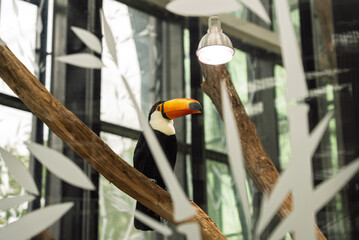 Toucan in Exotarium.Interior view of the Exotarium. showcasing aquariums with exotic fish, terrariums with reptiles, and educational displays of insects and wildlife. Sosnowiec Exotarium Poland.