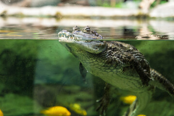 Caiman crocodilus in Exotarium.Interior view of the Exotarium in Sosnowiec Poland. Showcasing aquariums with exotic fish, terrariums with reptiles, and educational displays of insects and wildlife.