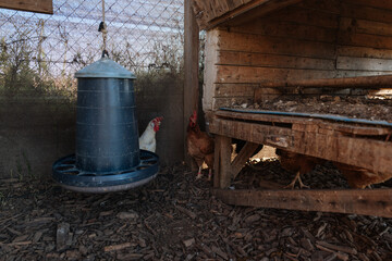 Hens pecking and scratching in free range chicken coop