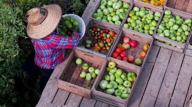 View the bustling activity of farm workers harvesting ripe tomatoes in a vast field under the sunlight, showcasing their efforts in bringing fresh produce.