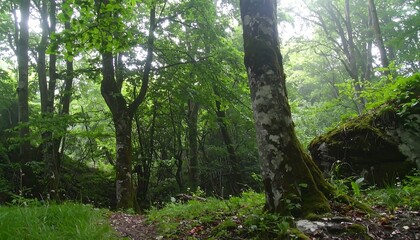 Fototapeta premium Lush forest scene in dappled light