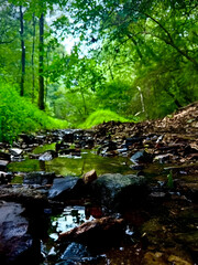 rocky forest stream with reflections, small river in lush green eoodland