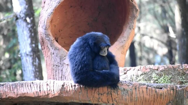 Endangered siamang (symphalangus syndactylus) resting peacefully in jungle conservation park, an arboreal, black-furred gibbon native to the forests of Indonesia.