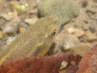 ガサガサでとれたカワムツ